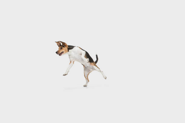istock Small funny dog jumping isolated over white background. Copyspace for ad. 1304240106
