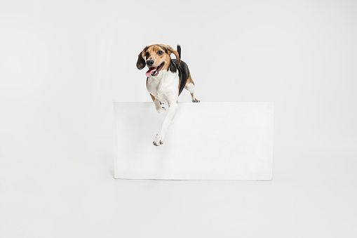 Running. Cute Estonian Hound dog or pet posing isolated over white studio background. Concept of motion, movement, pets love, animal life. Looks happy, delighted, funny. Copyspace for ad, design.