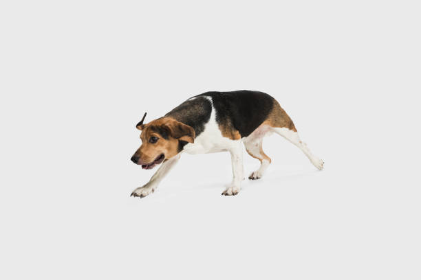 istock Happy Estonian Hound dog posing isolated over white background. 1304240139