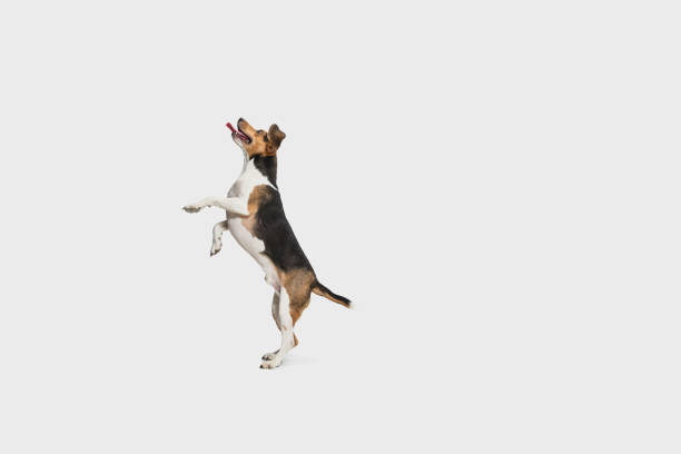 istock Happy Estonian Hound dog posing isolated over white background. 1304240143