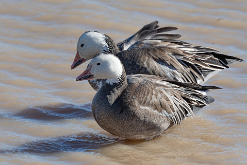 Close up of beautiful two young Snow geese in wildlife refuge in southern USA