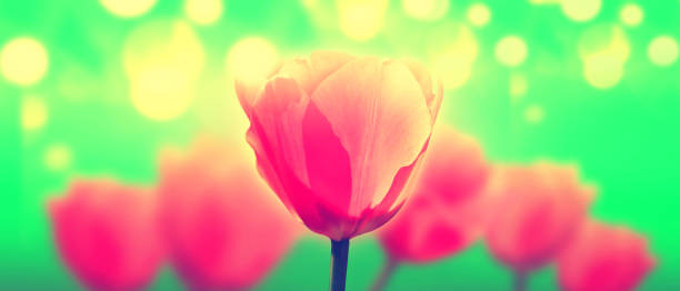 istock Purple tulips on a colored background with bokeh effect 1304241177