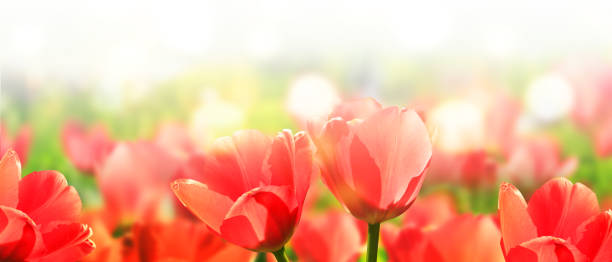 istock Red tulips on a colored background with bokeh effect 1304241189