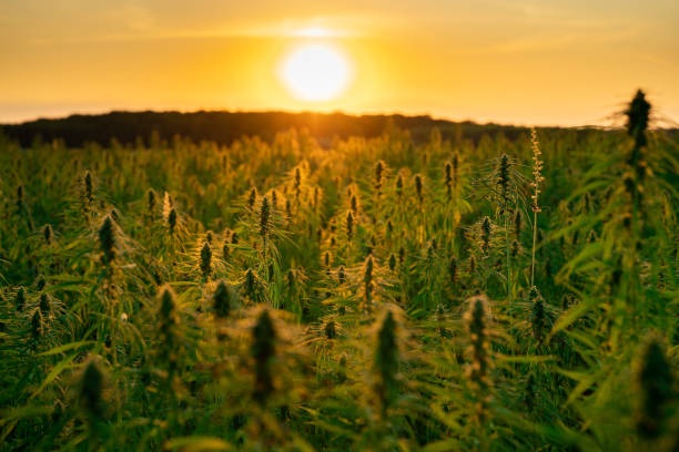 Piantagione industriale di canapa / cannabis al tramonto - foto stock