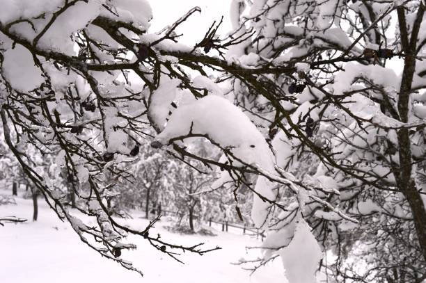 istock plants in snow and ice in winter 1304242329