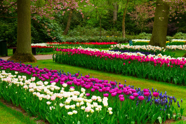 istock fresh lawn with flowers 1304243376