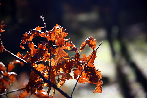 Selective focus on twig with dry orange leaves in backlight and forest in the background