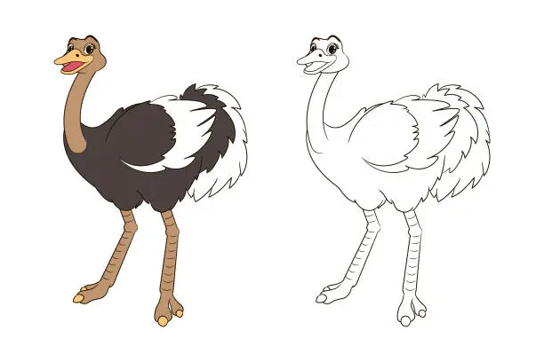 Vector illustration of long legged cute ostrich coloring book for kids. Vector isolated line art illustration, in cartoon style