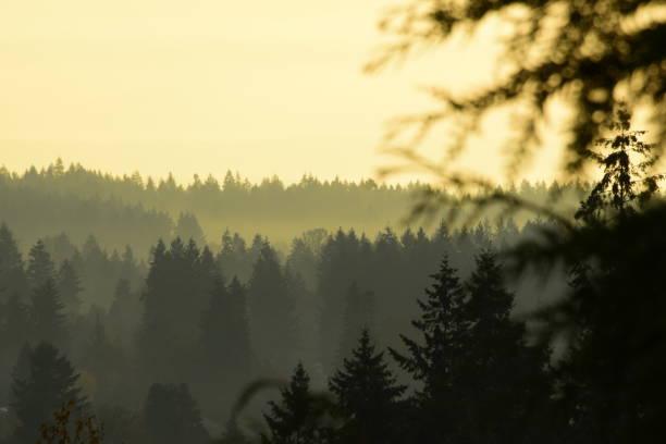 istock Beautiful Foggy Dawn Above The Forest 1304246457