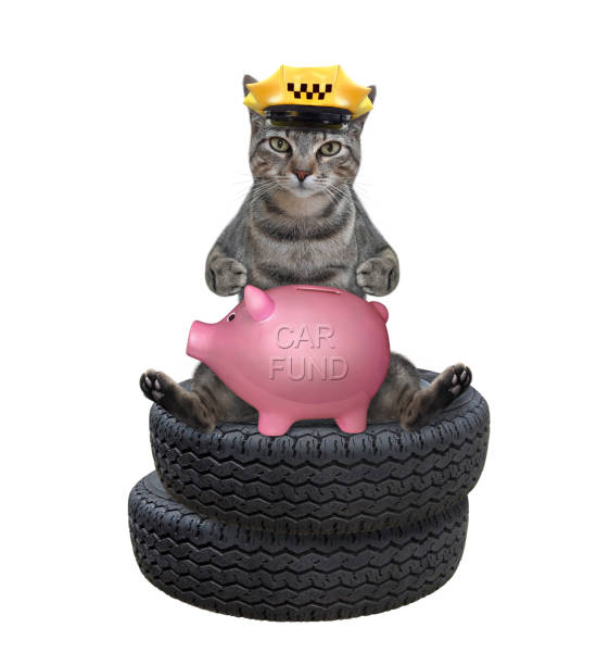 istock Cat gray saves money for car 3 1304246796