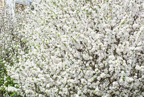 Branches of flowering apple trees in June, horizontal format