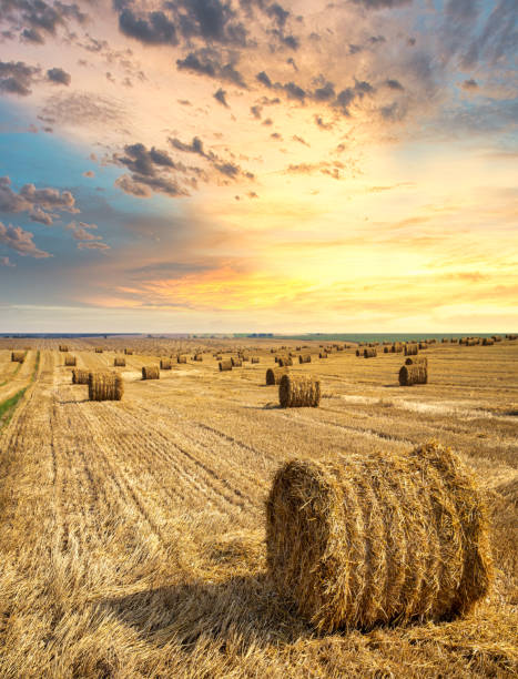 Endless field with bales of straw