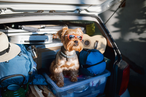 Shot of an adorable little dog wearing sunglasses, sitting in the full car trunk.