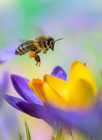 Close Honey bee collecting pollen from apple tree blossom. Spring background