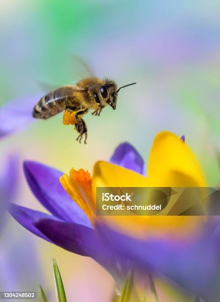 Bee On Crocus Stock Photo - Download Image Now - Bee, Flower, Crocus