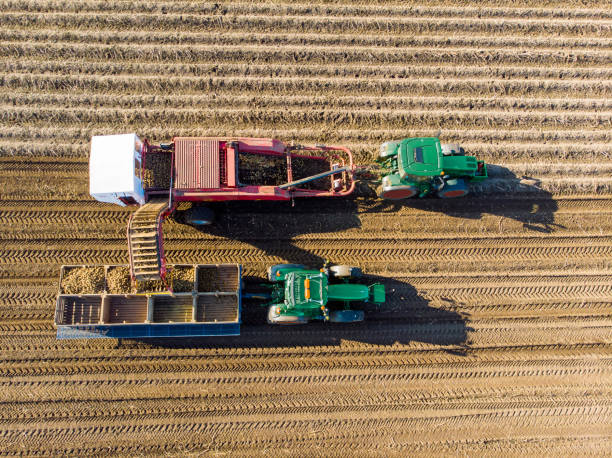istock Aerial view of coordinated potato harvesting 1304248660