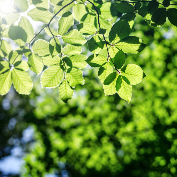 istock Spring forest background with selective focus on a beech branch with green spring leaves illuminated by the sun, square frame 1304249376