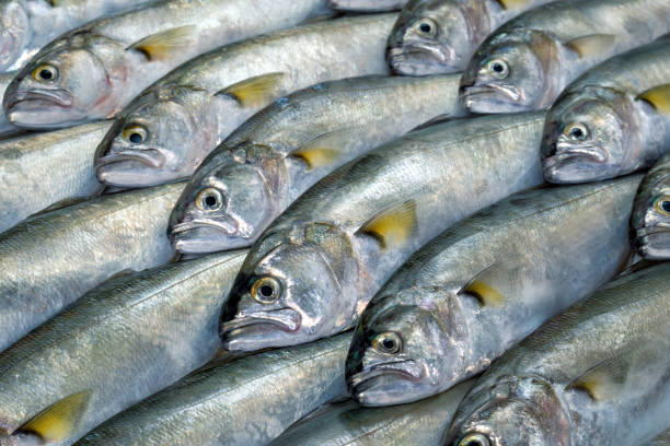 istock Full screen texture of raw bluefish (Pomatomus saltatrix) arranged diagonally 1304249430