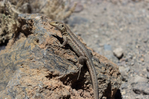 istock Lizard Gallotia Galloti is bading on a rock in the sun 1304249959