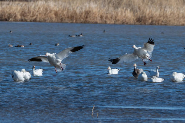 istock Snow geese landing on pond to join flock 1304250012