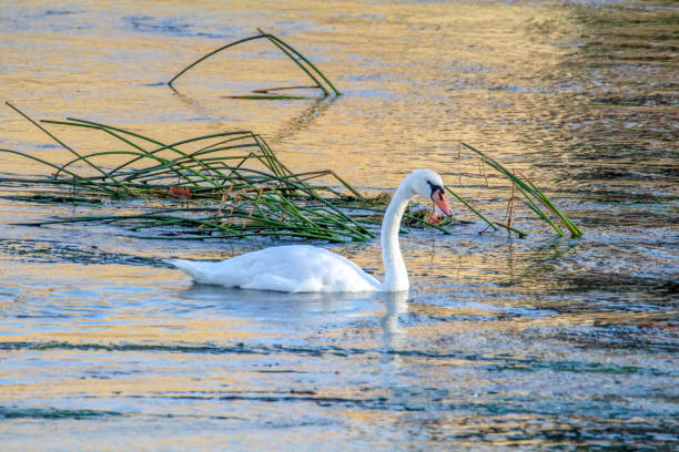 Swan at Chatellerault stock photo