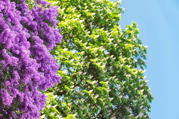 istock Blooming lilac and chestnut in the spring over the sky 1304251372