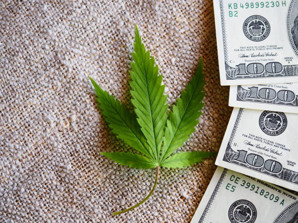istock business hemp concept. cannabis cloth and dollars. 1304251652