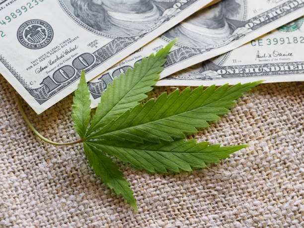 istock business hemp concept. cannabis cloth and dollars. 1304251663