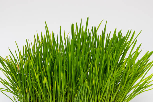 白い背景に孤立した緑の草のクローズアップ写真。 - ground green wheatgrass isolated ストックフォトと画像