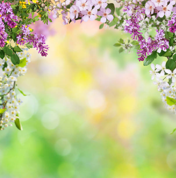 fondo de primavera - tree season photography color image fotografías e imágenes de stock