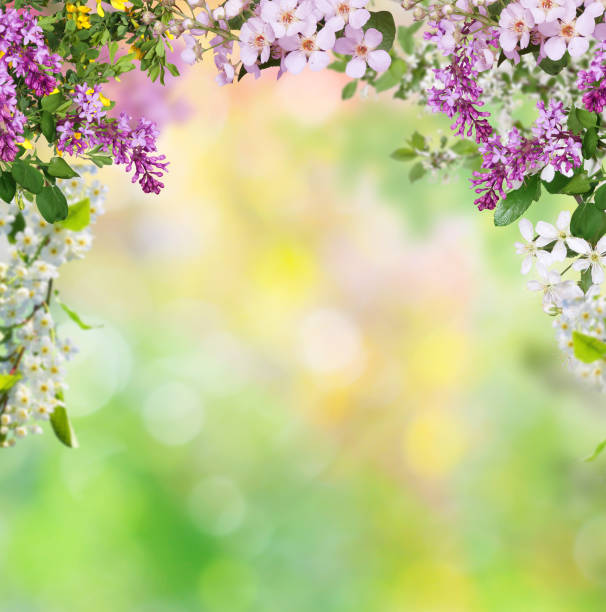 spring background spring background spring stock pictures, royalty-free photos & images