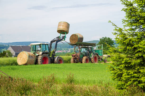 Tractor transports straw bales in the field
