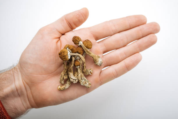 psilocybin mushrooms in a hand on the palm - magic mushroom imagens e fotografias de stock