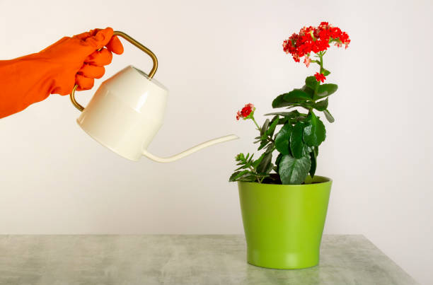 main femelle dans le gant rouge avec un arrosage peut prendre soin des fleurs rouges de kalanchoe dans un pot de fleur. - kalanchoe photos et images de collection