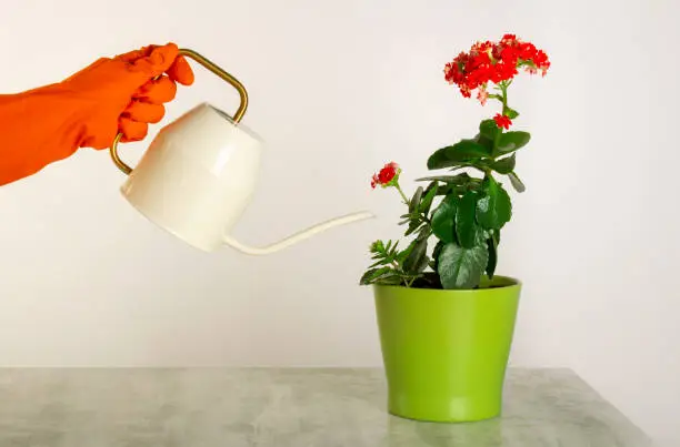 Female hand in red glove with a watering can caring for red Kalanchoe flowers in a flowerpot