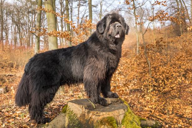 Newfoundland dog breed in an outdoor. Spring walk with a dog. Big dog. Newfoundland dog breed in an outdoor. Spring walk with a dog. Big dog. newfoundland dog photos stock pictures, royalty-free photos & images