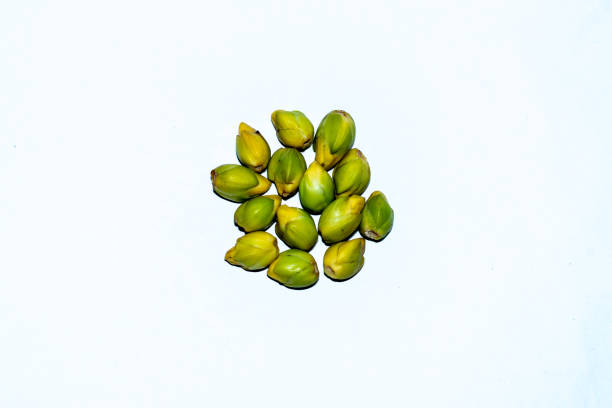 Areca Nut or Supari or Betel nuts small green palm with bunch of areca nuts on white background that is the latest entrant in the list of agricultural produce
