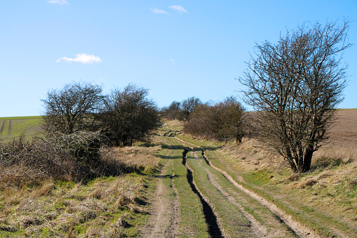 The Ridgeway National Trail near Wantage, Oxfordshire. Damaged by the huge numbers of extra walkers this winter.