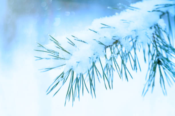 istock Blue background with fir branches and glowing lights 1304259061