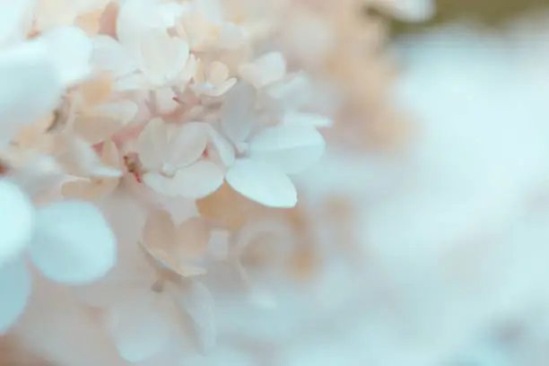 Photo of Delicate white hydrangea flowers