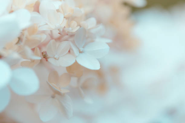 delicate white hydrangea flowers - hydrangea white flower flower bed imagens e fotografias de stock