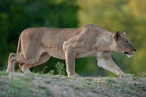 A Lioness seen stalking prey on a safari in South Africa