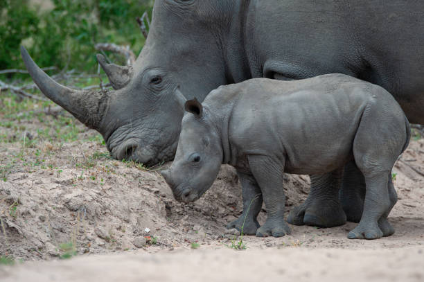 istock White Rhino Cow and Calf 1304260286