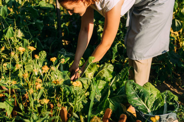 istock Hardworking Female Gardener Harvesting Vegetables in her Gareden 1304260557