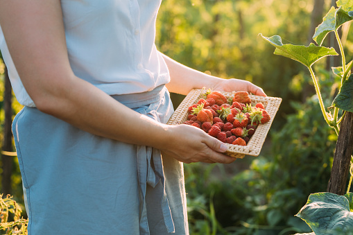 An anonymous woman picking strawberries and raspberries in her garden.