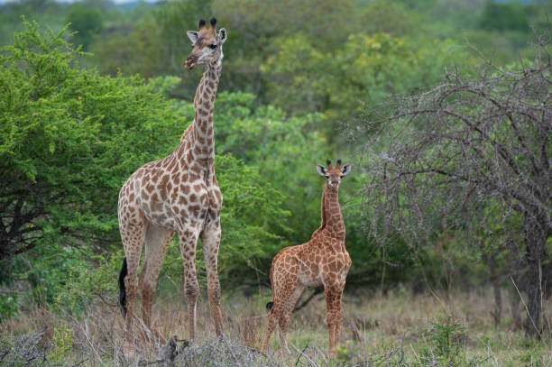 istock Giraffe female and baby 1304261259