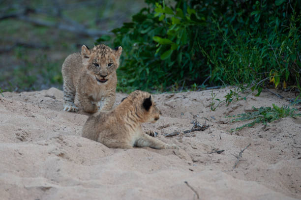 istock Lion Cubs in the Wild 1304261338