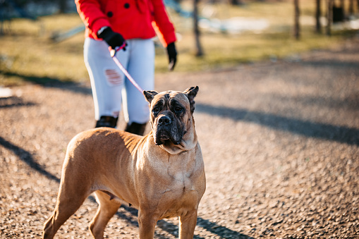 Pet shoot themes: English male Bulldog on a country walk