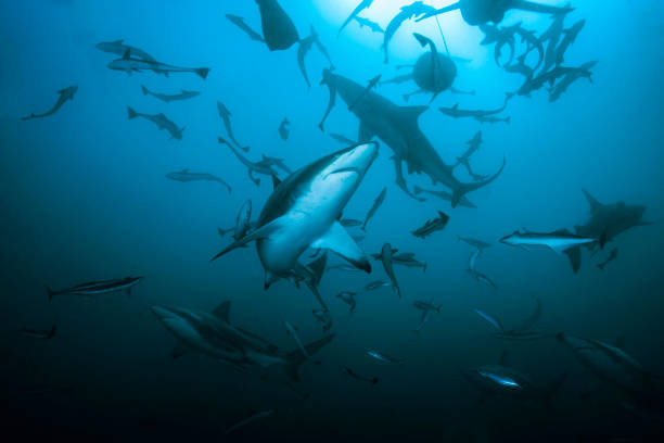 School of Shark
