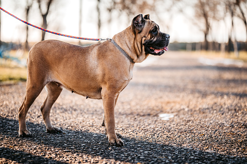 Close up of a Big head of a  Mastiff dog meeting new person. El Indio, California